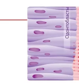 *Ополіскувач Dr. Wild Emofluor для ротової порожнини 250мл