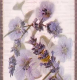 *Yardley гель д/душу Lavender 250мл