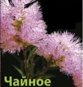 *Aroma kraina масло эф. Чайное дерево 5мл