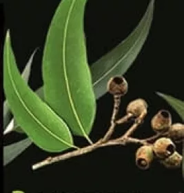 *Олія AromaKraina ефірна Евкаліпт 5мл